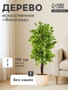 Виноград 3