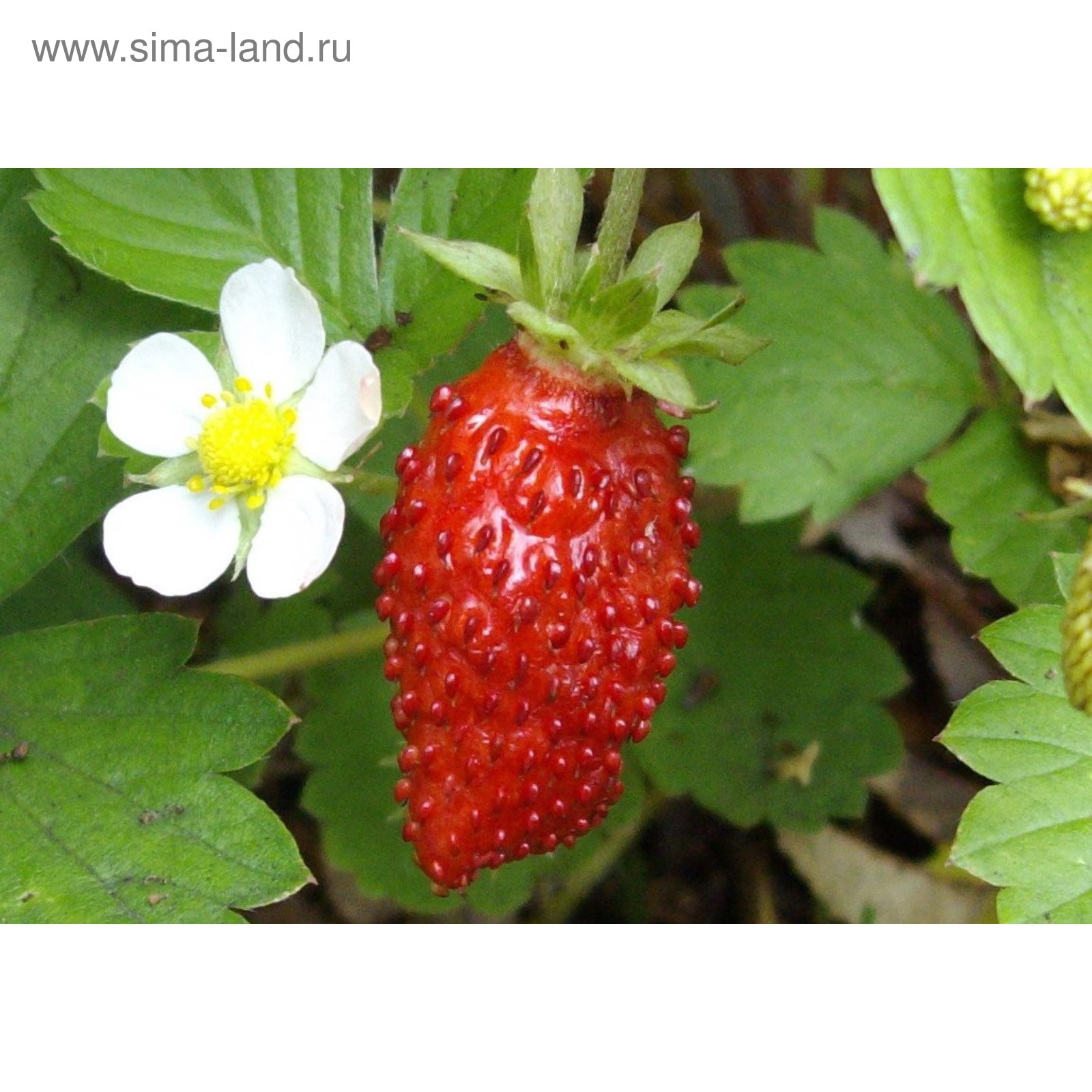 Земляника Лесная Семена Купить