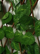 Ограждение декоративное «Лист берёзы», 120×70 см, Greengo - Фото 3