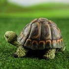 Садовая фигура "Черепаха", полистоун, 9х16х11 см - Фото 3