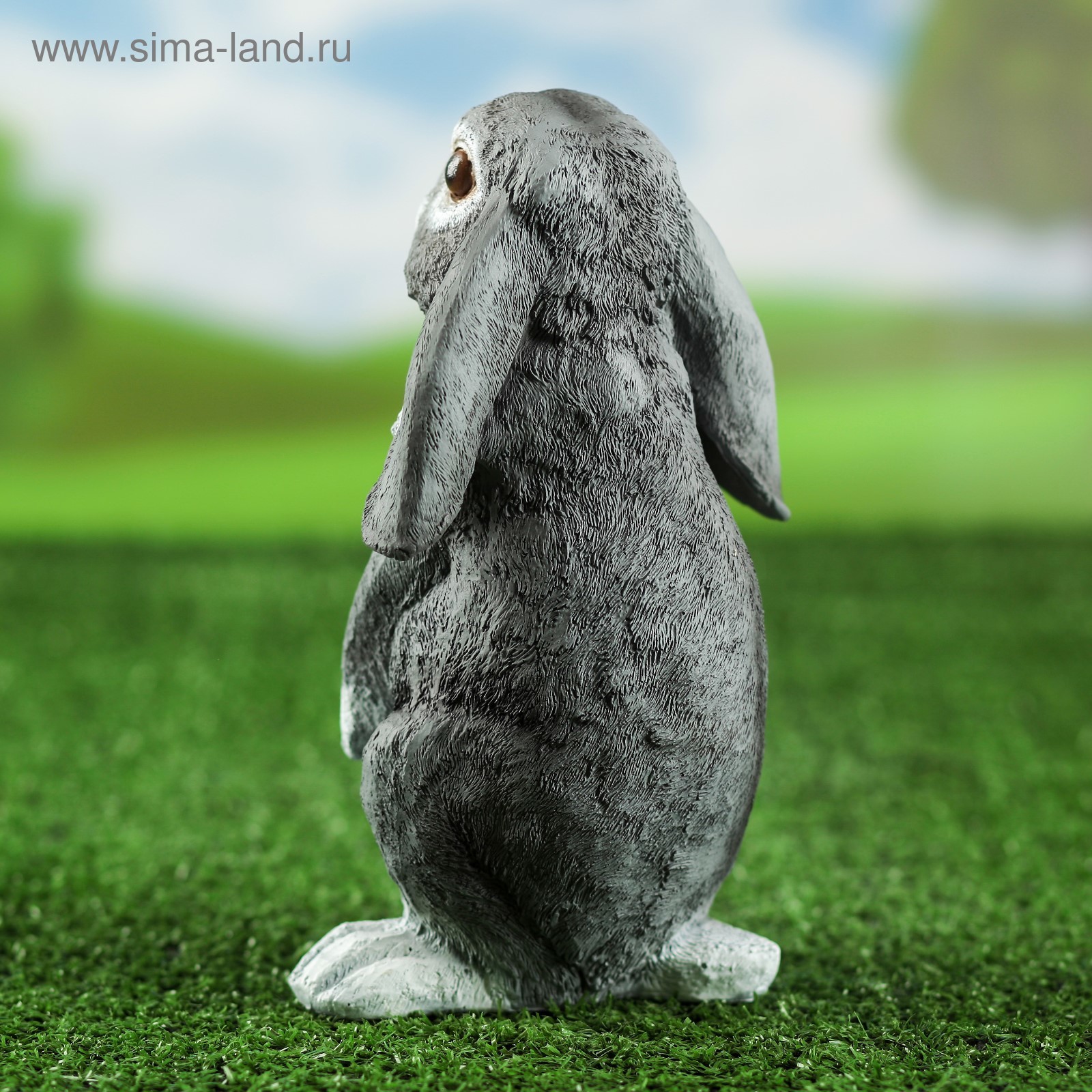 Заяц со спины