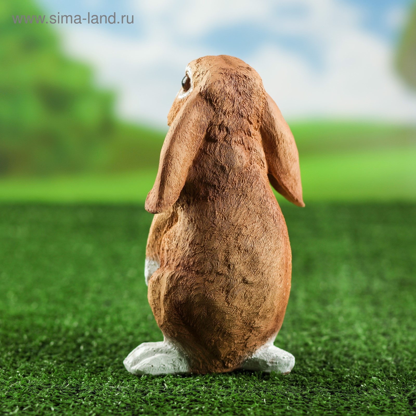 Заяц со спины