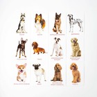 Обучающие карточки по методике Г. Домана «Собаки», 10 карт, А6 - Фото 2