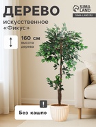 Фикус