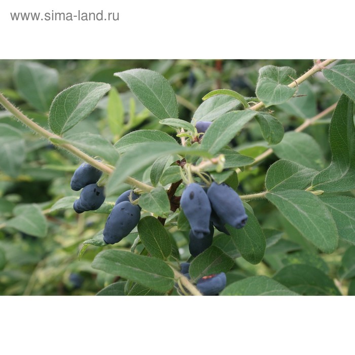 Жимолость Фиалка ø9 h30 см ✳ купить по цене 375 ₽/шт. в Кирове с доставкой в инт