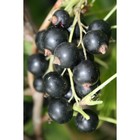 Саженец Смородина черная (ОКС) Ядреная, 1 шт, Осень 2025 3282267 - фото 8079454