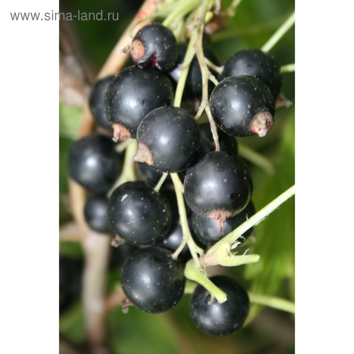 Саженец Смородина черная (ОКС) Ядреная, 1 шт, Осень 2025 - Фото 1