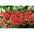 Саженец Смородина цветная (ОКС) Натали, 1 шт, Осень 2025 3282268 - фото 8079455