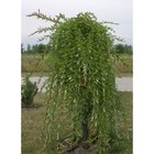 Саженец Ива (горшок р9) Пендула, 1 шт, Осень 2025 3296639 - фото 8079456