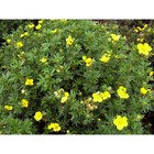 Саженец Курильский чай (горшок р9) Минелус, 1 шт, Осень 2025 3296641 - фото 8079457