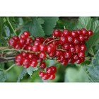 Саженец Смородина цветная (ОКС) Андрейченко, 1 шт, Осень 2025 3296617