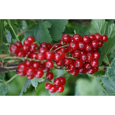 Саженец Смородина цветная (ОКС) Андрейченко, 1 шт, Осень 2025