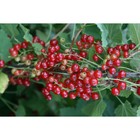 Саженец Смородина цветная (ОКС) Уральская красавица, 1 шт, Осень 2025 3296619 - фото 8079460