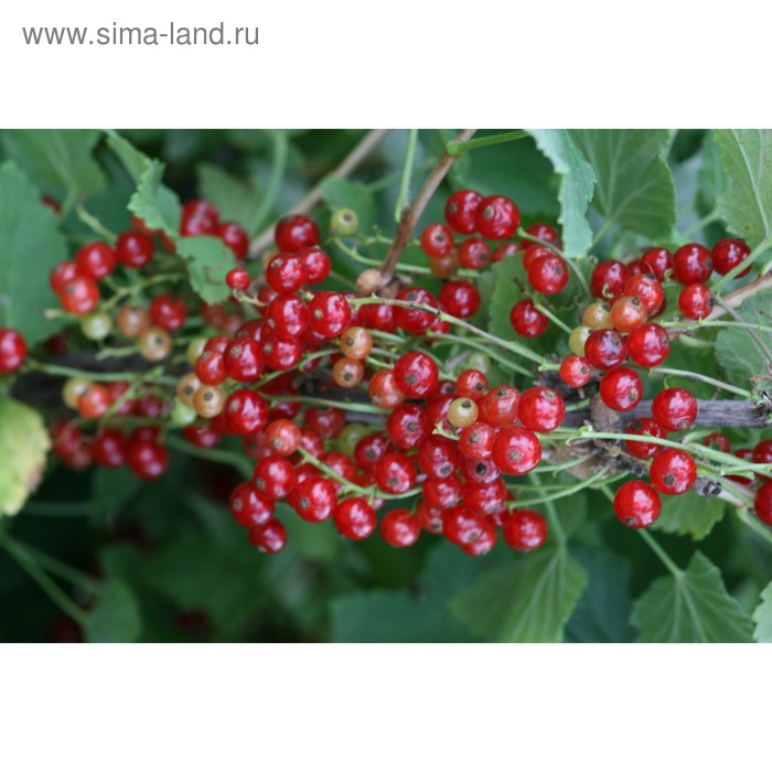 Саженец Смородина цветная (ОКС) Уральская красавица 1 шт. Весна 2026