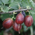 Саженец Крыжовник (ОКС) Колобок, 1 шт, Осень 2025 3296620 - фото 8079461