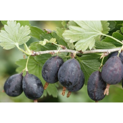 Саженец Крыжовник (ОКС) Командор 1 шт. Весна 2026