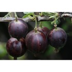 Саженец Крыжовник (ОКС) Консул, 1 шт, Осень 2025 3296622 - фото 8079463