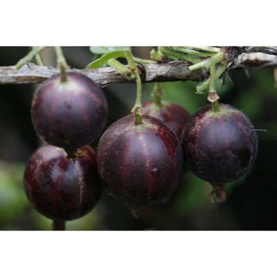 Саженец Крыжовник (ОКС) Консул 1 шт. Весна 2026