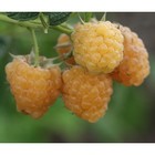 Саженец Малина (ОКС) Золотой сентябрь, 1 шт, Осень 2025 3296623