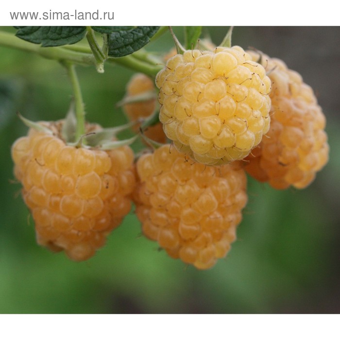 Малина олд голд описание сорта фото Малина олд голд описание сорта фото