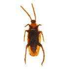 Прикол «Таракан», набор 12 шт. - Фото 1