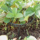 Кустодержатель для клубники, d = 11 см, пластик, набор 10 шт., цвет МИКС - Фото 12