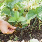 Кустодержатель для клубники, d = 11 см, пластик, набор 10 шт., цвет МИКС - Фото 10