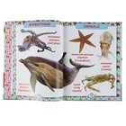 Первая энциклопедия животных для малышей. От 8 месяцев до 5 лет - Фото 5