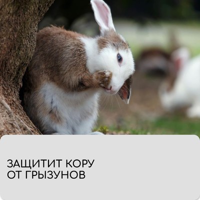 Бинт садовый, 10×0.08 м, плотность 60 г/м², спанбонд с УФ-стабилизатором, белый, Greengo, Эконом 20%