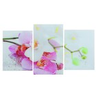 Модульная картина на стекле "Орхидеи" 2-30х40, 30х50см (90х50см) - Фото 1