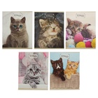 Тетрадь 48 листов в клетку Calligrata «Милые котята», серые листы, МИКС - Фото 3