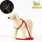 Комплект светоотражающий «Косточки», поводок 1×120 см (ОШ 26-42 см, ОГ 26-42 см) красный - Фото 1