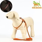 Комплект светоотражающий «Косточки», ошейник 120×1 см, ОШ 24-40 см, ОГ 24-40 см оранжевый - Фото 1