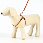 Комплект светоотражающий «Косточки», ошейник 120×1 см, ОШ 24-40 см, ОГ 24-40 см оранжевый - Фото 4