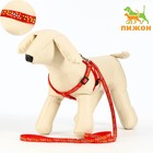 Комплект "Звёздные косточки", поводок 120 х 1 см, ОГ 23-35 см, красный - Фото 1