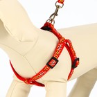 Комплект "Звёздные косточки", поводок 120 х 1 см, ОГ 23-35 см, красный - Фото 2