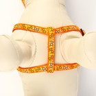 Комплект "Звездные косточки", ширина 1 см, поводок 120 см, шлейка 23-35 см, оранжевый - Фото 5