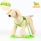 Комплект "Звёздные косточки", поводок 120 х 1 см, ОГ 23-35 см, зелёный - Фото 1