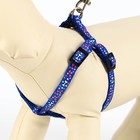 Комплект «Звёздные косточки», ширина 1 см, поводок 120 см, шлейка 23-35 см, синий - Фото 2