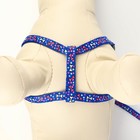 Комплект «Звёздные косточки», ширина 1 см, поводок 120 см, шлейка 23-35 см, синий - Фото 5