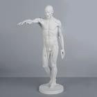 Гипсовая фигура анатомическая: Гудон, 73.5 см - фото 318057131