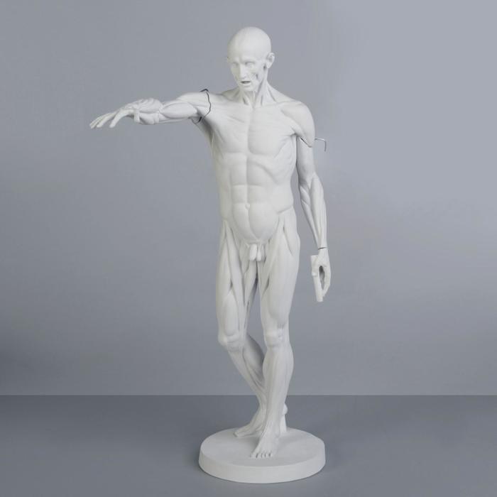 Гипсовая фигура анатомическая: Гудон, 73.5 см