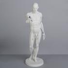 Гипсовая фигура анатомическая: Гудон, 73.5 см - фото 9253809