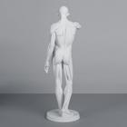 Гипсовая фигура анатомическая: Гудон, 73.5 см - Фото 5