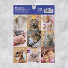 Наклейки «Замуррчательные котики», 11 × 15,5 см - Фото 1
