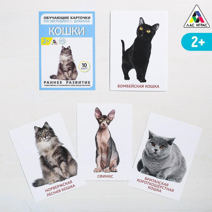 Обучающие карточки по методике Г. Домана «Кошки», 10 карт, А6 - Фото 1