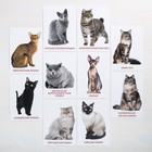 Обучающие карточки по методике Г. Домана «Кошки», 10 карт, А6 - Фото 2