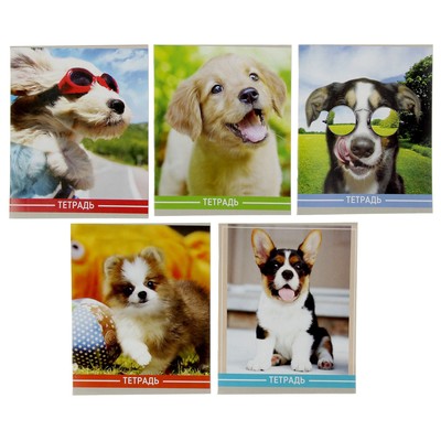 Тетрадь 36 листов в клетку, Calligrata «Щенки», МИКС