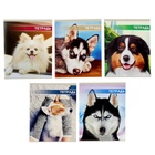 Тетрадь 48 листов в клетку Calligrata «Собачьи мордочки», серые листы, МИКС - Фото 3