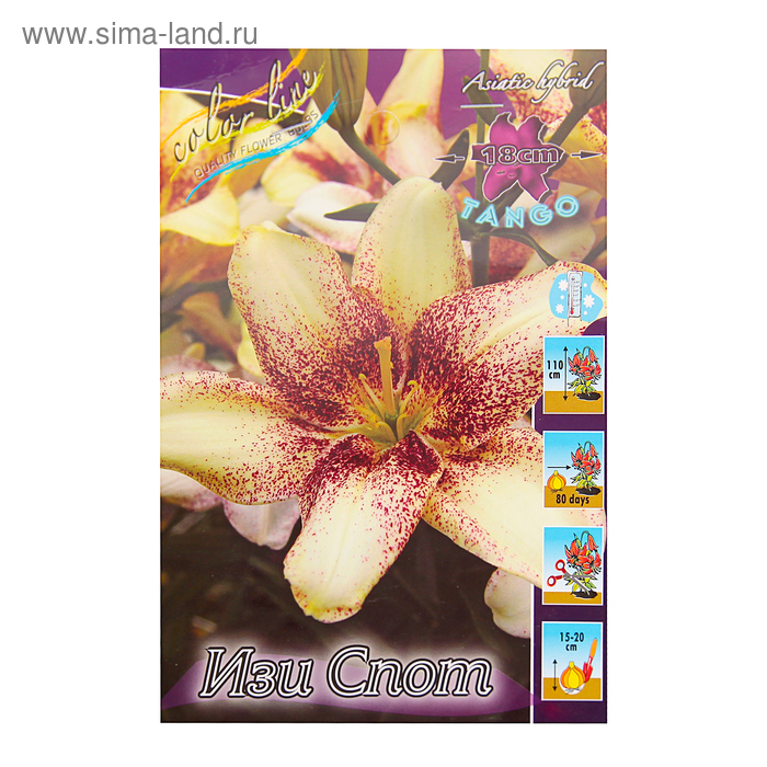 Изи спот лилия - MosRosa.ru